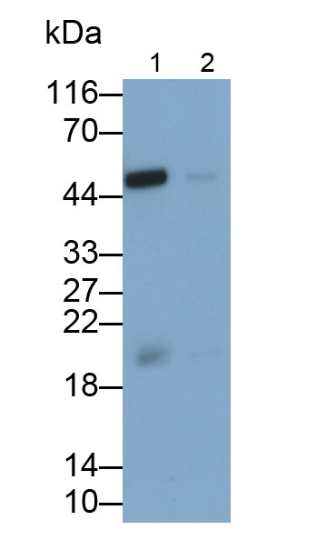 Polyclonal Antibody to Atrial Natriuretic Peptide (ANP)