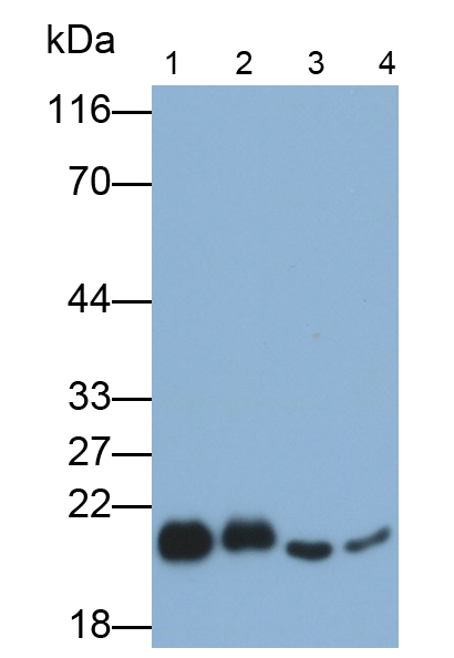 Polyclonal Antibody to Cyclophilin B (CYPB)
