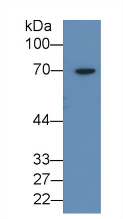 Polyclonal Antibody to Anti-Mullerian Hormone (AMH)