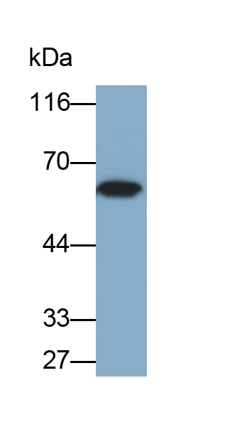Polyclonal Antibody to Complement 1 Inhibitor (C1INH)