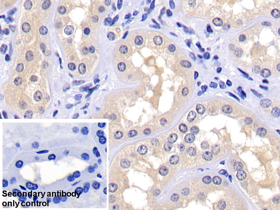 Polyclonal Antibody to Caspase 2 (CASP2)