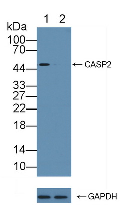 Polyclonal Antibody to Caspase 2 (CASP2)