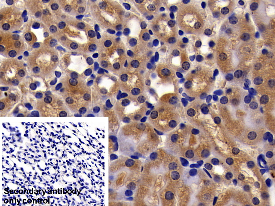 Polyclonal Antibody to Caspase 2 (CASP2)