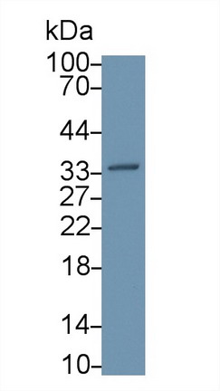 Polyclonal Antibody to Annexin V (ANXA5)