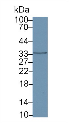 Polyclonal Antibody to Annexin V (ANXA5)