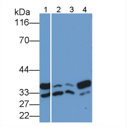 Polyclonal Antibody to Annexin V (ANXA5)