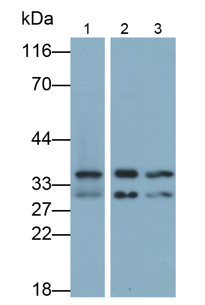 Polyclonal Antibody to Annexin V (ANXA5)