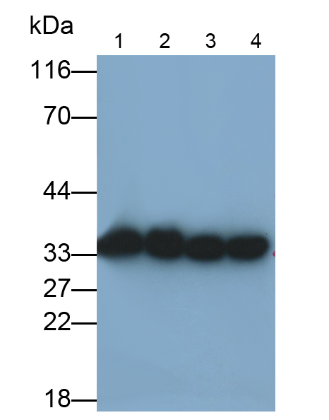 Polyclonal Antibody to Annexin V (ANXA5)