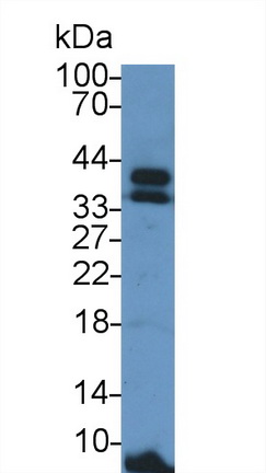 Polyclonal Antibody to Annexin V (ANXA5)