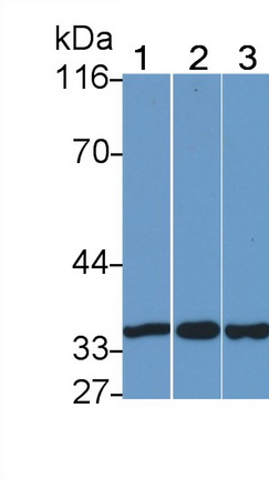 Polyclonal Antibody to Annexin V (ANXA5)