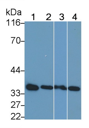 Polyclonal Antibody to Annexin V (ANXA5)