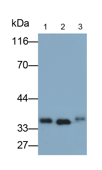 Polyclonal Antibody to Annexin V (ANXA5)
