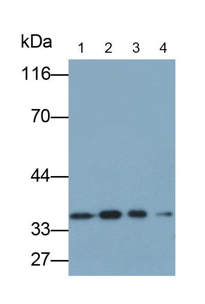 Polyclonal Antibody to Annexin V (ANXA5)