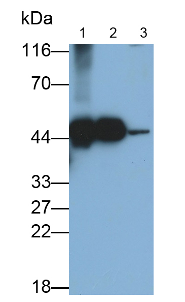 Polyclonal Antibody to Creatine Kinase, Mitochondrial 1A (CKMT1A)