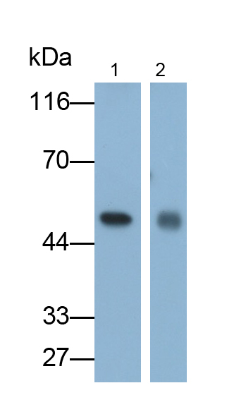 Polyclonal Antibody to Heat Shock Protein 47 (HSP47)