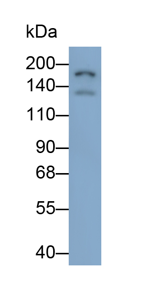 Polyclonal Antibody to Integrin Alpha D (ITGaD)