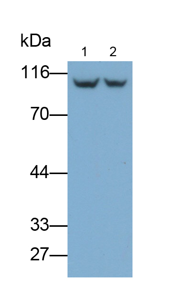 Polyclonal Antibody to Transportin 1 (TNPO1)