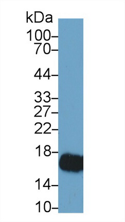 Polyclonal Antibody to Histone H3 (H3)