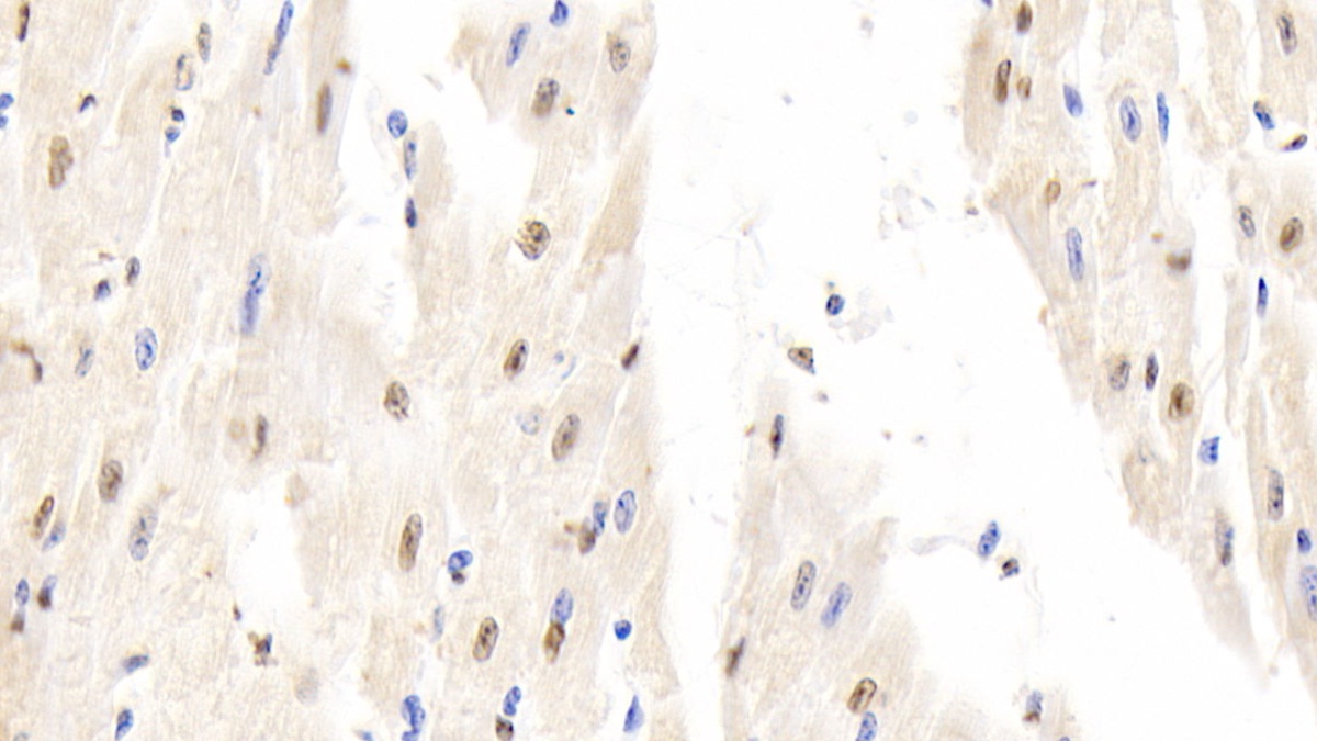 Polyclonal Antibody to Histone H3 (H3)