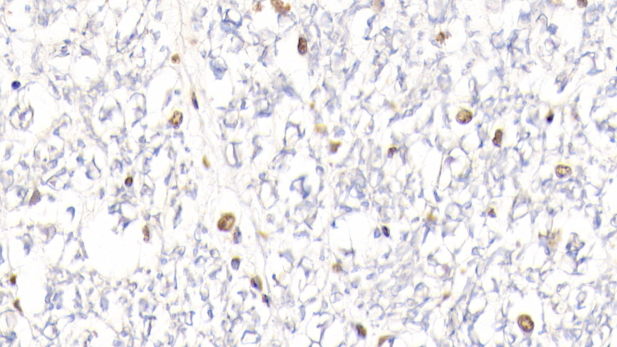 Polyclonal Antibody to Histone H3 (H3)