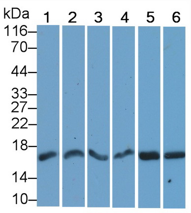 Polyclonal Antibody to Histone H3 (H3)
