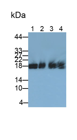 Polyclonal Antibody to Histone H3 (H3)