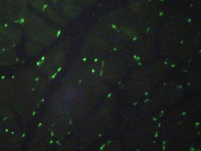 Polyclonal Antibody to Histone H3 (H3)