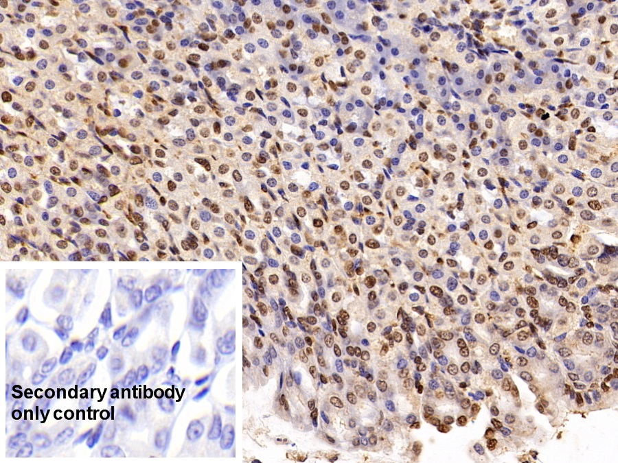 Polyclonal Antibody to Histone H3 (H3)