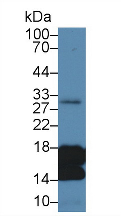 Polyclonal Antibody to Histone H3 (H3)