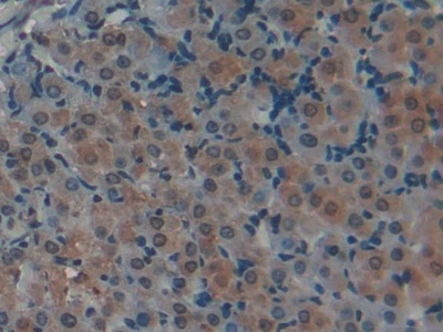 Polyclonal Antibody to Histone H3 (H3)