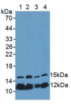 Polyclonal Antibody to Histone H4 (H4)