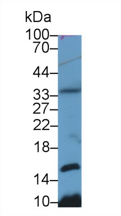 Polyclonal Antibody to Histone H4 (H4)