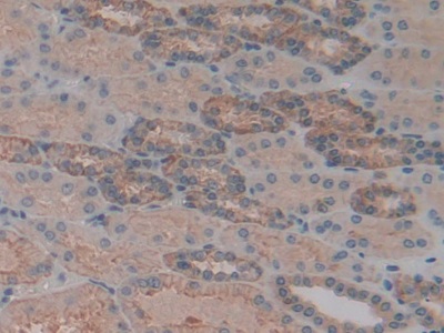 Polyclonal Antibody to Alpha-Fodrin (SPTAN1)
