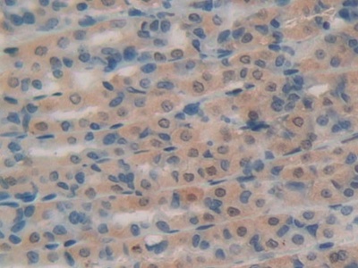 Polyclonal Antibody to Ribonuclease A (RNase A)