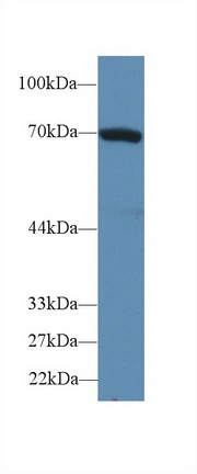 Polyclonal Antibody to Heat Shock 70kDa Protein 1B (HSPA1B)