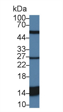 Polyclonal Antibody to Galectin 2 (GAL2)