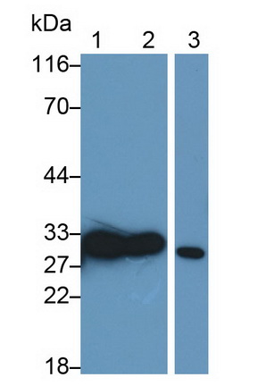 Polyclonal Antibody to Galectin 3 (GAL3)