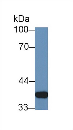 Polyclonal Antibody to Galectin 4 (GAL4)