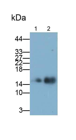 Polyclonal Antibody to Galectin 7 (GAL7)