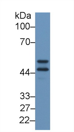 Polyclonal Antibody to Apolipoprotein H (APOH)