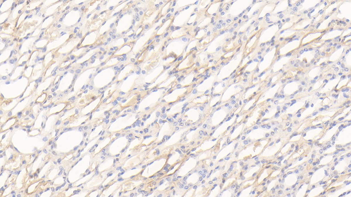 Polyclonal Antibody to Apolipoprotein H (APOH)