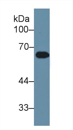 Polyclonal Antibody to Apolipoprotein H (APOH)