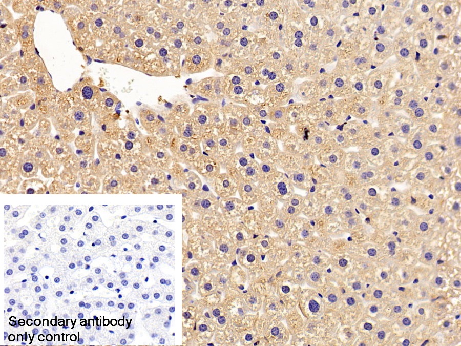 Polyclonal Antibody to Apolipoprotein H (APOH)