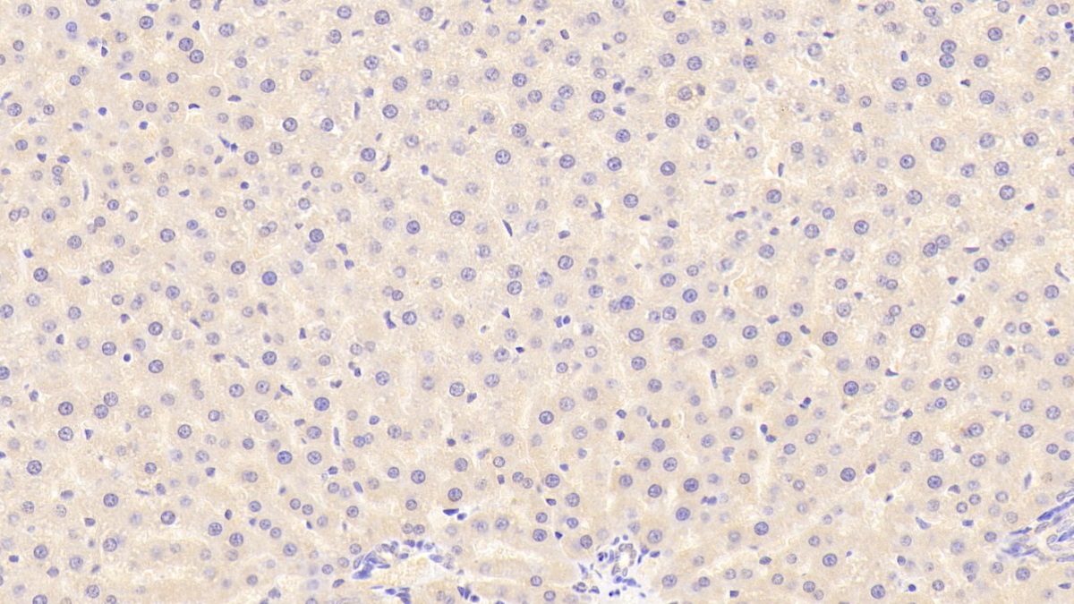 Polyclonal Antibody to Apolipoprotein H (APOH)