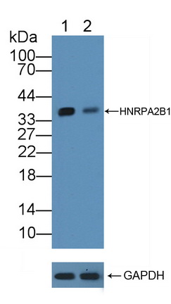 Polyclonal Antibody to Heterogeneous Nuclear Ribonucleoprotein A2/B1 (HNRPA2B1)