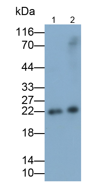 Polyclonal Antibody to Proteasome subunit beta type-9 (PSMB9)