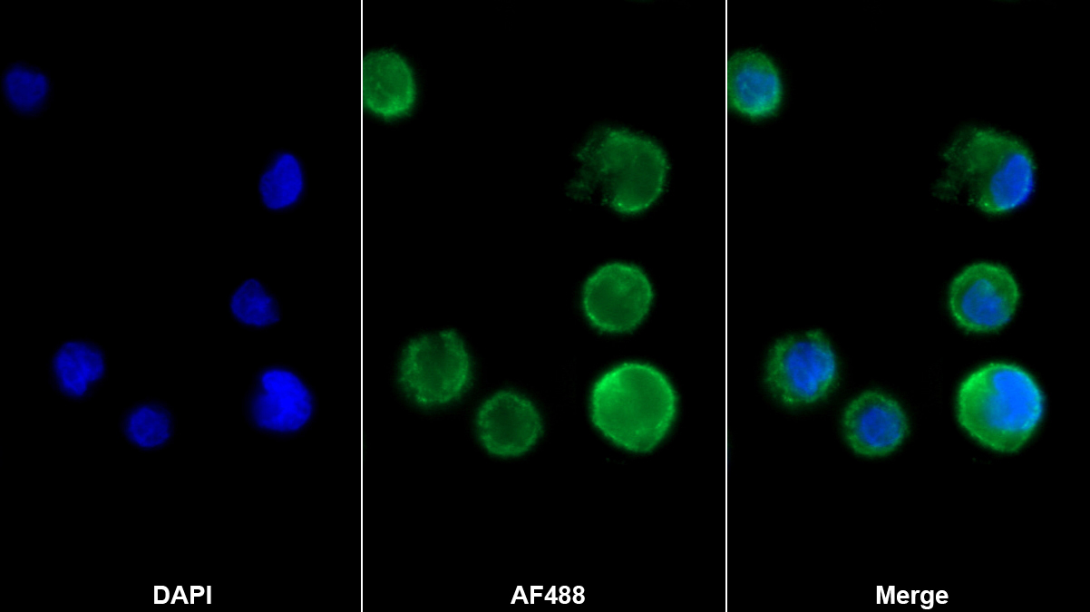 Polyclonal Antibody to Platelet/Endothelial Cell Adhesion Molecule (PECAM1)