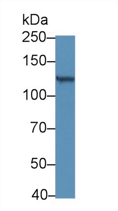 Polyclonal Antibody to Retinol Binding Protein 3, Interstitial (RBP3)