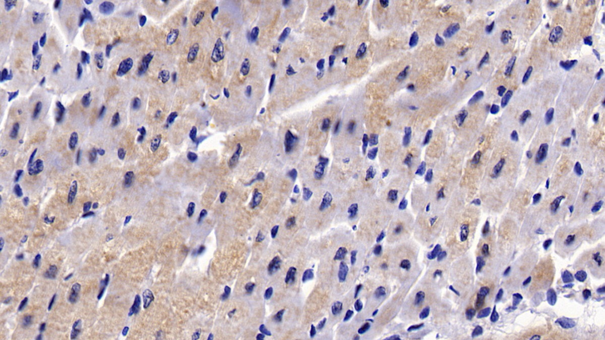 Polyclonal Antibody to Phosphoinositide-3-Kinase Class-2-Alpha Polypeptide (PIK3C2a)