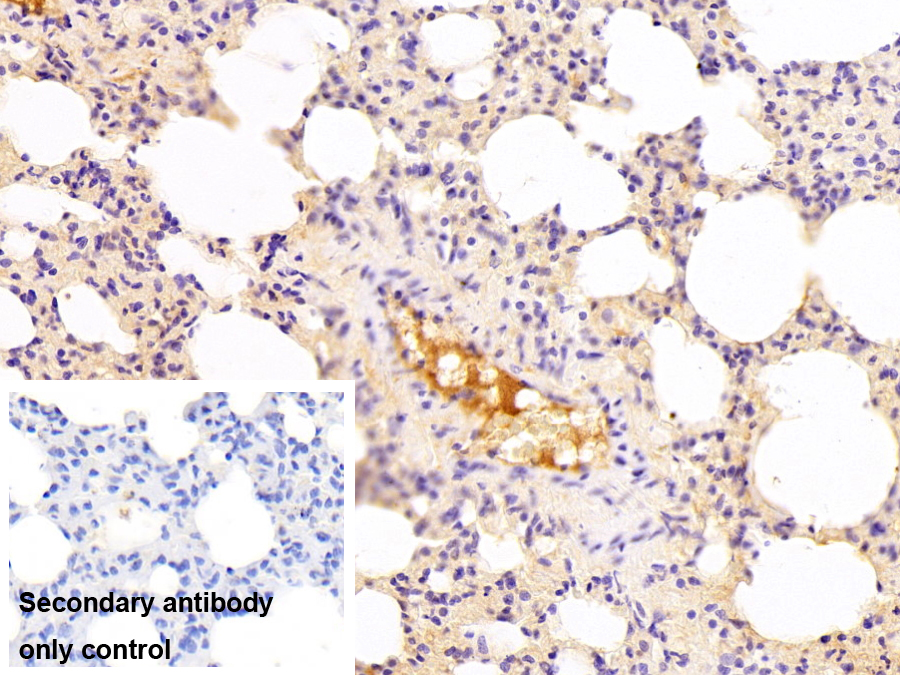 Polyclonal Antibody to Complement Component 3a (C3a)